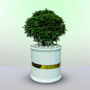 Kamini Bonsai